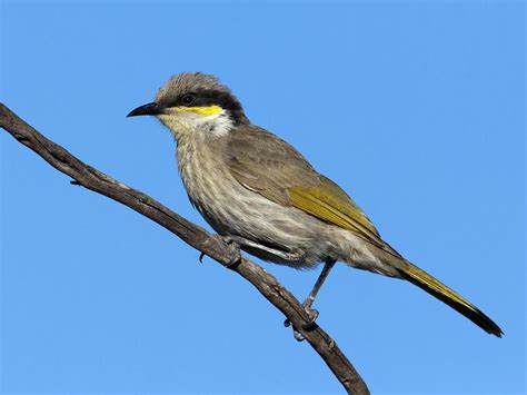 Singing Honeyeater Alchetron The Free Social Encyclopedia