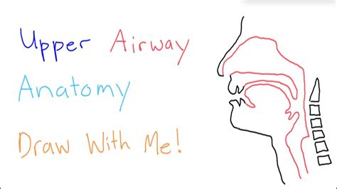 Basic Airway Anatomy