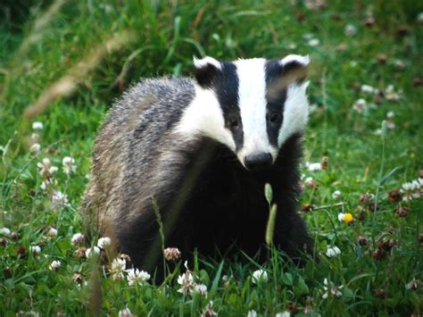 Badger – A guide to Irelands protected habitats & species