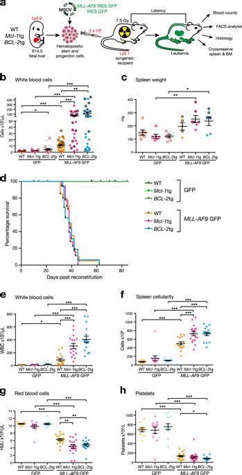 抗凋亡mcl 1和bcl 2升高对小鼠mll Af9 Aml发生和治疗的影响。cell Death And Differentiation X Mol