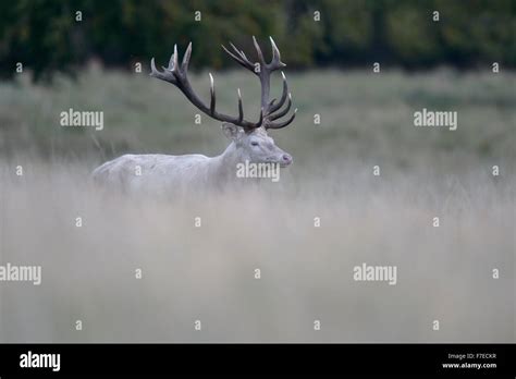 Red Deer Cervus Elaphus White Morph On Forest Meadow Zealand