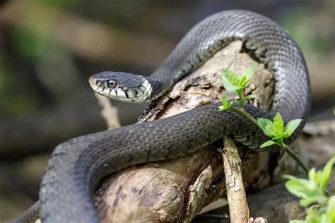 Grass Snake - Facts, Size, Diet, Pictures - All Animal Facts