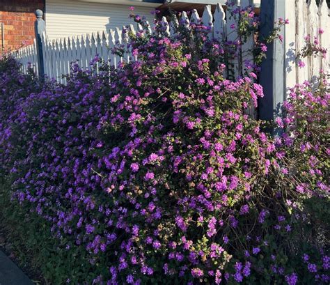 Lantana Montevidensis Trailing Lantana Hello Hello Plants