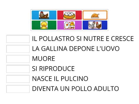 Il Ciclo Vitale Della Gallina Match Up