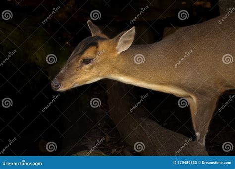 Reeves Muntjac Stock Image Image Of Worlds Smallest 270489833