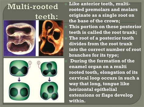 Ppt Cementum Periodontium Powerpoint Presentation Free Download