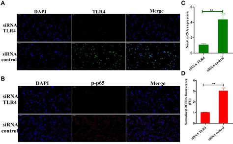 Fisetin Action In Lipopolysaccharide Induced Endometritis JIR