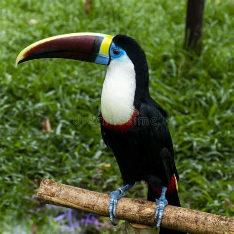 Toucan in the Brazilian Amazon Rainforest. Photographed in Belem, Brazil. Stock Photo - Image of ...