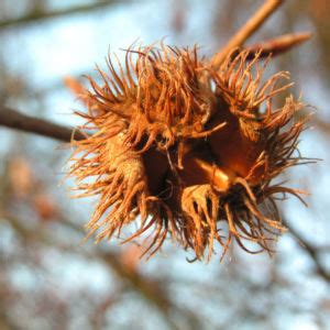 Rotbuche Baum Bucheckern Rinde Grau Blatt Gr N Fagus Sylvatica Galerie