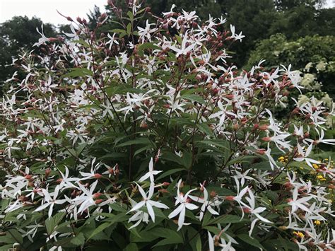 Gillenia Trifoliata: A Beautiful Shade Perennial