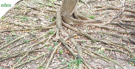 How To Get Rid Of Tree Roots A Step By Step Guide To Banish Invasive Roots First Republic