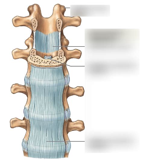 Vertebral Ligaments Diagram Quizlet