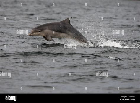 Bottlenose Dolphin Calf Tursiops Truncatus Breaching In The Moray