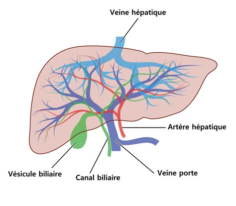 Foie Sch Ma Anatomie Et R Le