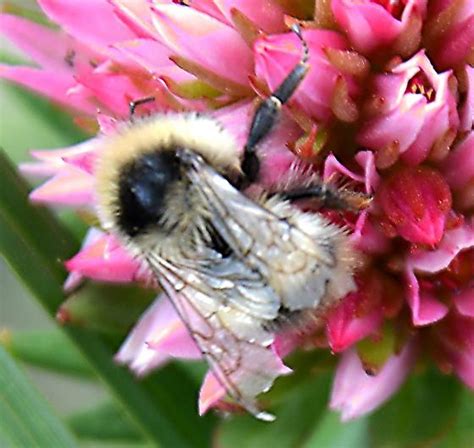 Bumblebee On Rosecrown Bombus Kirbiellus Bugguidenet