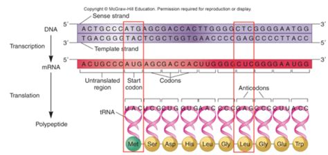 Lecture 13 Translation And The Genetic Code Flashcards Quizlet