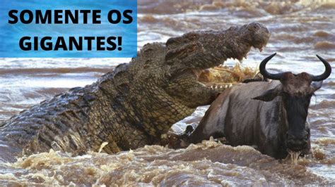 OS MAIORES JACARÉS E CROCODILOS DO MUNDO QUANTO PESA E QUAL O TAMANHO