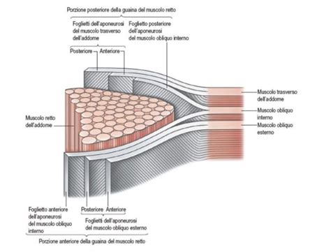 I Muscoli E I Tendini Che Compongono La Parete Addominale