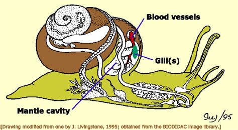 Respiratory Systems Northern Moon Snail Resource