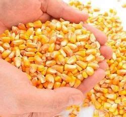 Non Gmo White And Yellow Corn For Food Feed At Rs Ton In