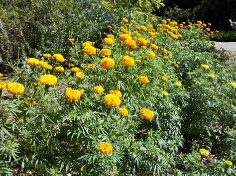 Tall Marigolds Flickr Photo Sharing