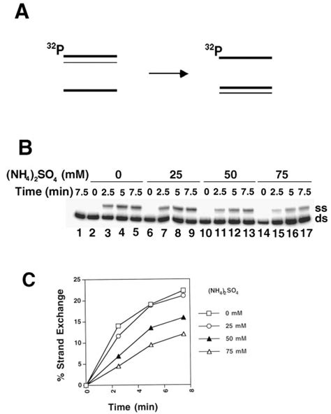 Basis For Avid Homologous Dna Strand Exchange By Human Rad And Rpa