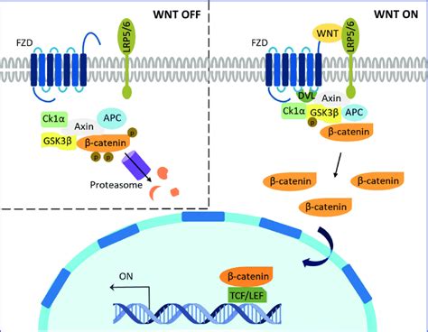 Beta Catenin Signaling Pathway