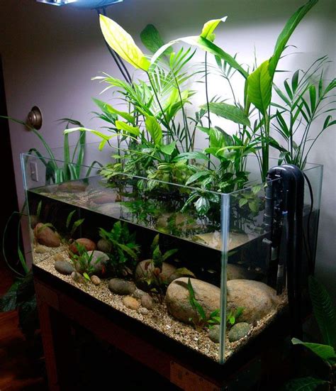 Aquarium Design Ideas Freshwater - WoodWorking Projects & Plans