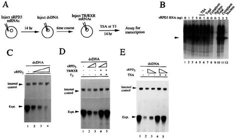 Expression Of Xenopus Histone Deacetylase RPD3 XRPD3 In Oocytes