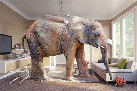 The Elephant In Living Room | Cabinets Matttroy