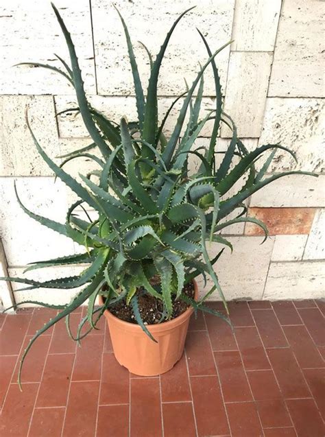 Pianta Di Aloe Arborescens Di Anni Plants Arborescens Succulents