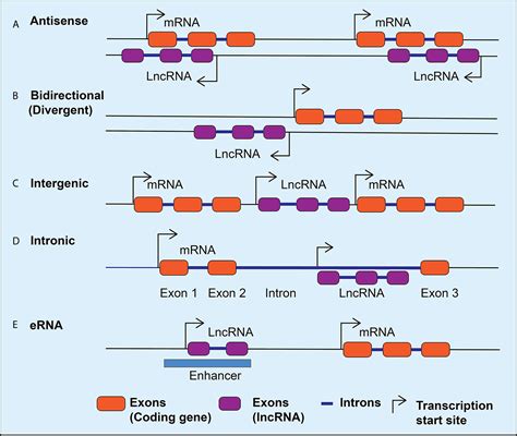 Frontiers Emerging Role Of Long Non Coding RNAs In Diabetic Vascular