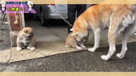 『可愛すぎて言葉が出ない』よちよち歩く秋田犬の赤ちゃんに「コロコロした感じがたまらん」「動くぬいぐるみ」の声多数 わんちゃんホンポ