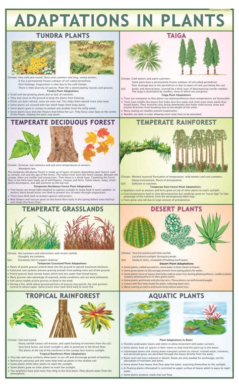 Pin on Education | Plant science, Biology plants, Plant adaptations