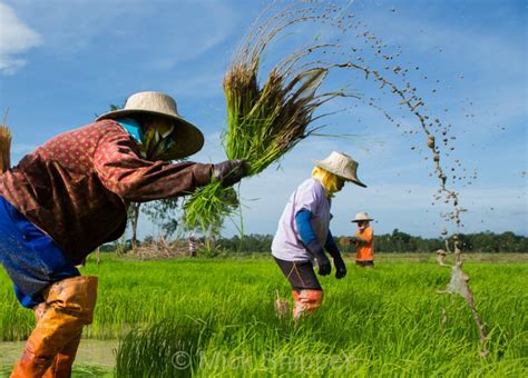 Rice Planting In Thailand — Mick Shippen