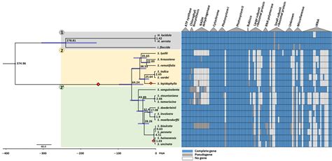 Ijms Free Full Text Plastid Genomes Of The Early Vascular Plant