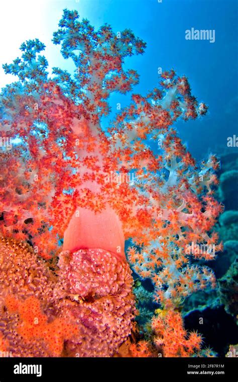 Multi Branched Trees Soft Coral Coral Reef Lembeh North Sulawesi