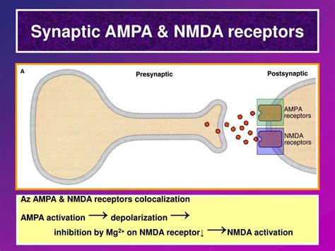 Ppt Glutamate Neurotransmitter Powerpoint Presentation Free Download