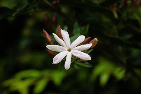 Chameli Flower Plant: Types, Care and How to Grow