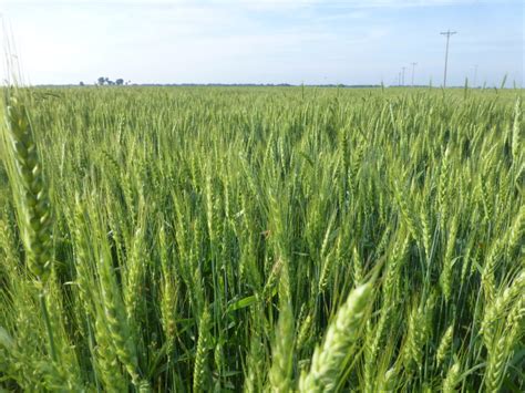 Minnesota Grows Record Spring Wheat Crop Brownfield Ag News