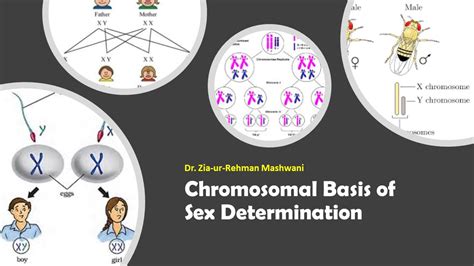 Chromosomal Basis Of Sex Determination Youtube