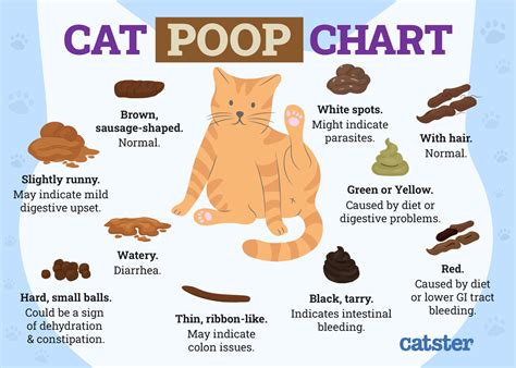 8 Ways to Make a Constipated Kitten Poop (Vet Answer) - Catster
