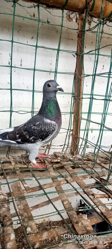 杨阿腾赛鸽 天下鸽问