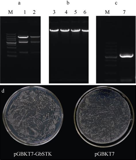 棉花 Gbstk 基因调控开花和黄萎病抗性的功能研究