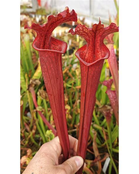 Sarracenia X Moorei