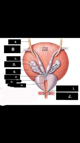 Ductus Deferens And Accessory Glands Flashcards Quizlet