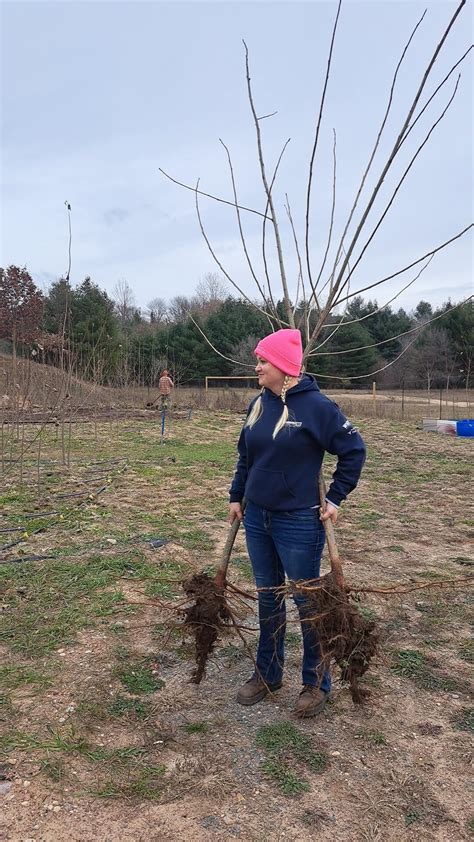 Hybrid Poplar Trees *For Sale* | Sand County Environmental, Inc.