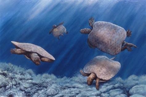 Prehistoric Turtle Pictures Henodus Despite Its Superficial