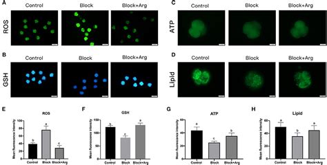 Frontiers Arginine Regulates Zygotic Genome Activation In Porcine