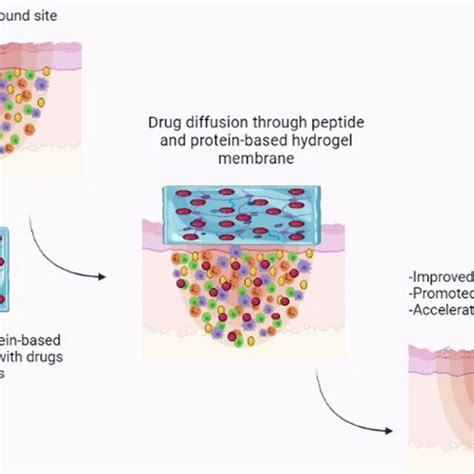 Schematic Representation Of Protein And Peptide Based Hydrogel Approach